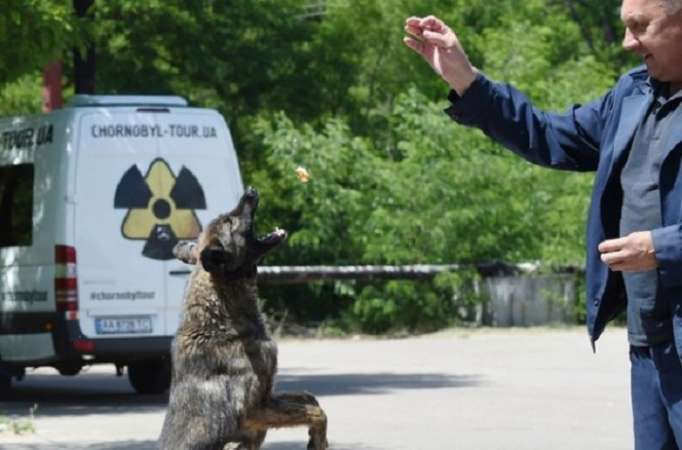 Ukraine-USA: Le rêve américain des chiens de Tchernobyl