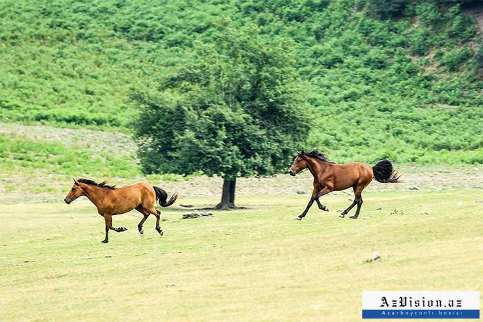 Faszinierende Natur von Gabala - PHOTOEPORTAGE