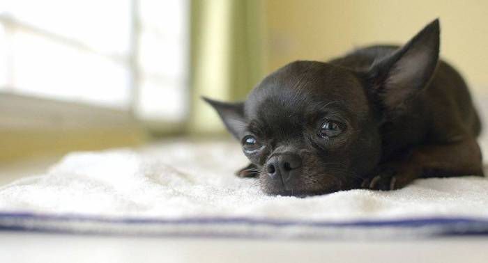 Le plus petit chien du monde cloné pour la 49eme fois