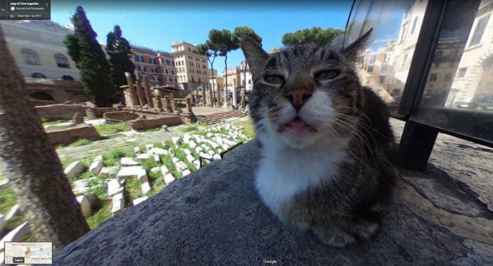 Italienischer Kater ruiniert Panorama auf Google Maps und… wird berühmt