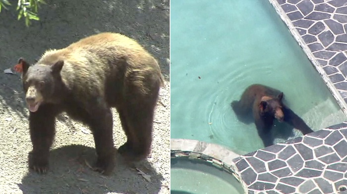 Wild bear cools off in Los Angeles swimming pool - NO COMMENT