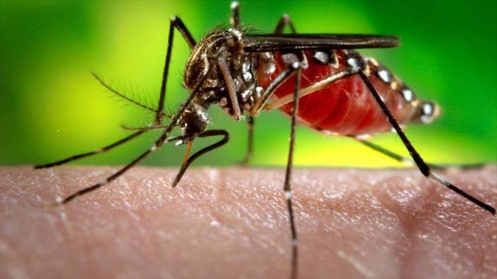 El mortal virus del Zika podría tratar un cáncer infantil