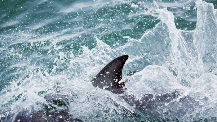 USA: Erste Hai-Attacken vor Long Island seit 70 Jahren – zwei Kinder gebissen