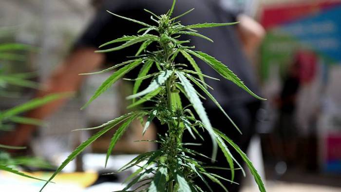 Reino Unido legaliza el cannabis con fines médicos