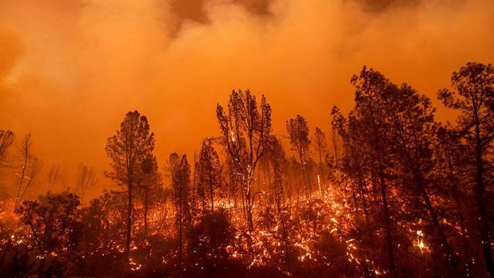 Un violento incendio forestal devora "todo a su paso" en el Norte de California