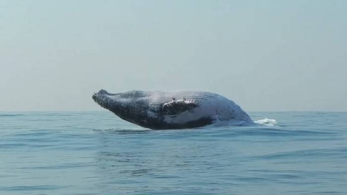 VIDEO: Una ballena de 40 toneladas salta del océano como si fuera un delfín