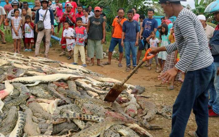 Indonésie: une foule en colère massacre près de 300 crocodiles