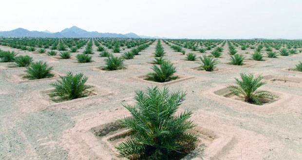 تنمية نخيل عمان .. كيان اسـتثماري جديد لمشـروع زراعة المليون نخلة باسـتثمارات تقدر بـ92 مليون ريال عماني