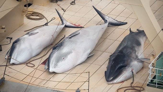 Japan will wieder mehr Wale fangen