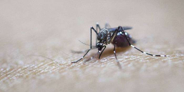 Australie : test prometteur pour combattre la dengue