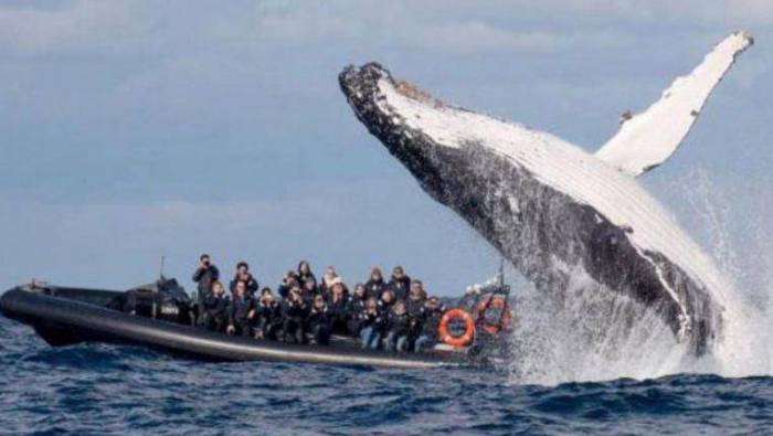 Une baleine surgit devant un bateau de touristes dans le port de Sydney
