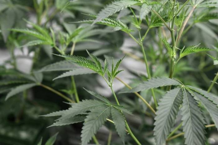 Le Liban veut légaliser le cannabis à usage médical