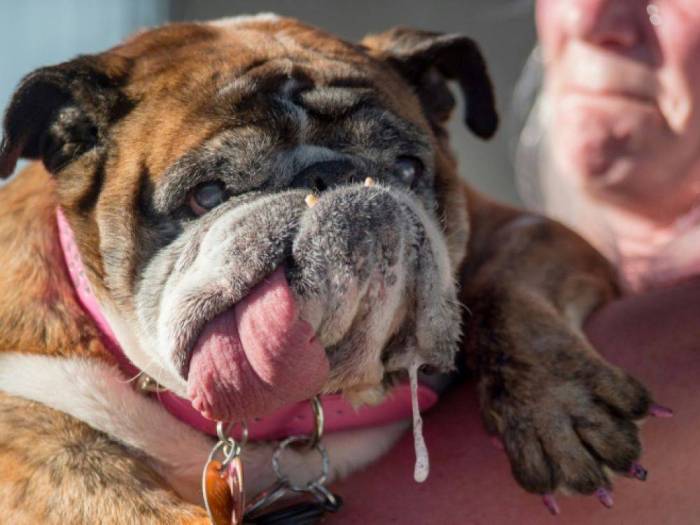 Le chien le plus laid du monde est mort