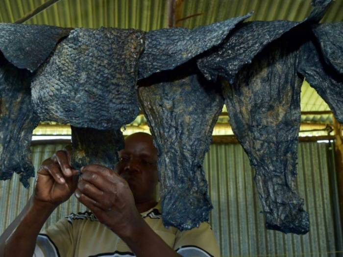 Au Kenya, les restes de poisson donnent des objets de mode en cuir
