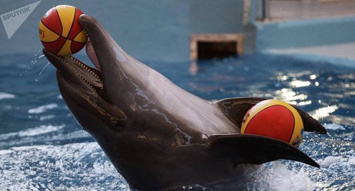 El delfín de Sochi predijo la victoria de Rusia contra España en el partido de octavos