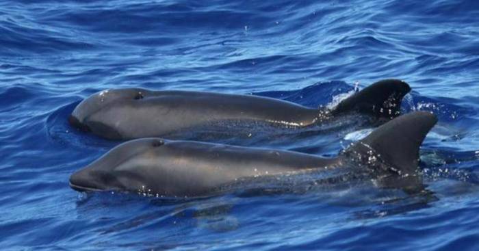 FOTO: Descubren en Hawái un raro híbrido de ballena y delfín