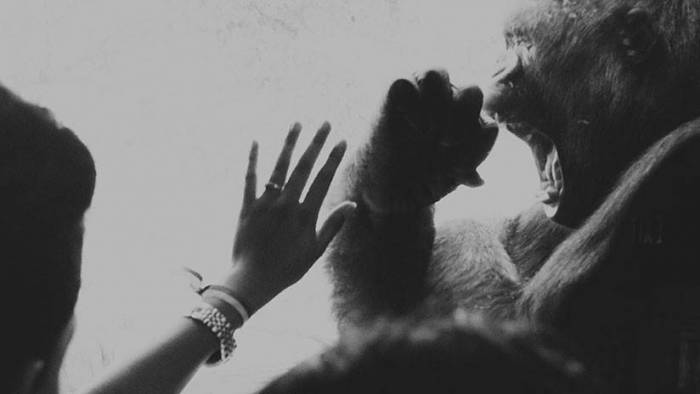 Los primates no hacían esto: Revelan qué acción de nuestros antepasados condujo a la mano humana