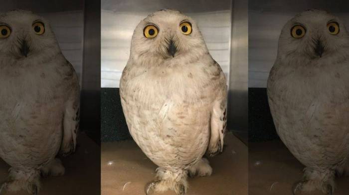 Rare snowy owl found in famed New York City jail 