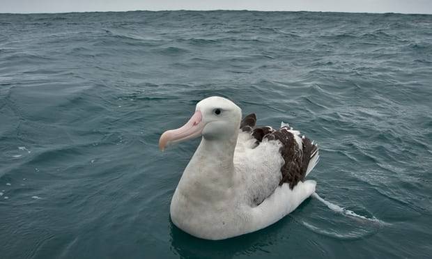 New Zealand the most perilous place for seabirds due to plastic pollution
