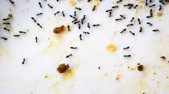 كيف تتخلص من حشرات الصيف في المطبخ دون إبادتها؟