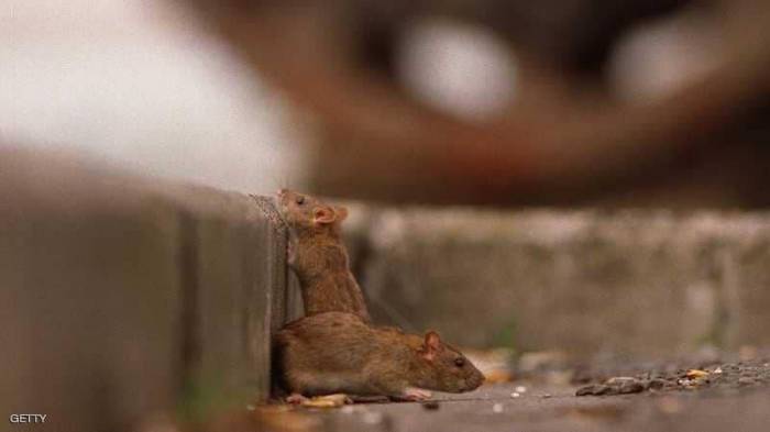 لماذا لا تستطيع المدن التخلص من الفئران؟