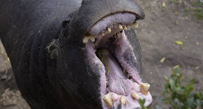 Un hippopotame tue un touriste chinois au Kenya