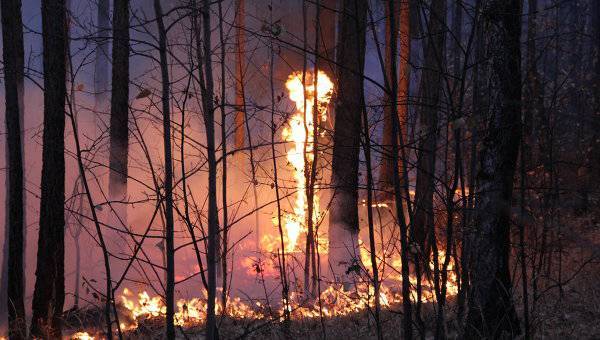 Forest fire in northern Turkey