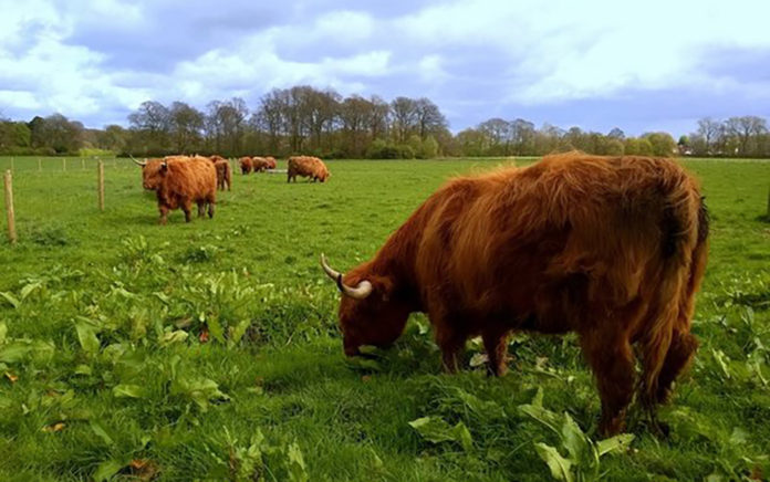 Schwankender Regen könnte grassierende Regionen verletzen