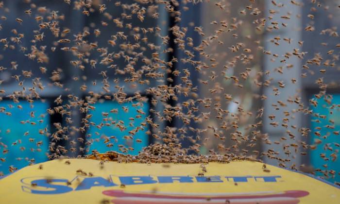 30 mil abejas invaden Times Square en Nueva York