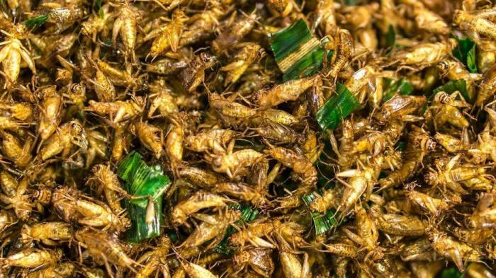 Eating crickets helps with gut health, study finds