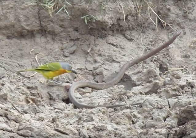 Brutalo-Vogel schlachtet lebendige Schlange aus – VIDEO