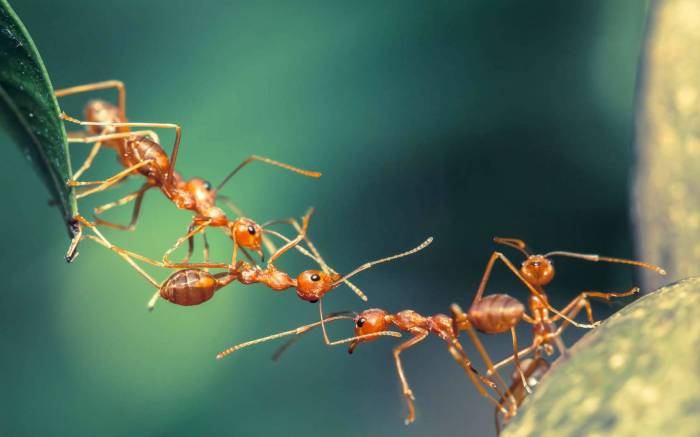 Des fourmis légionnaires lèvent une armée pour détruire un nid de guêpes