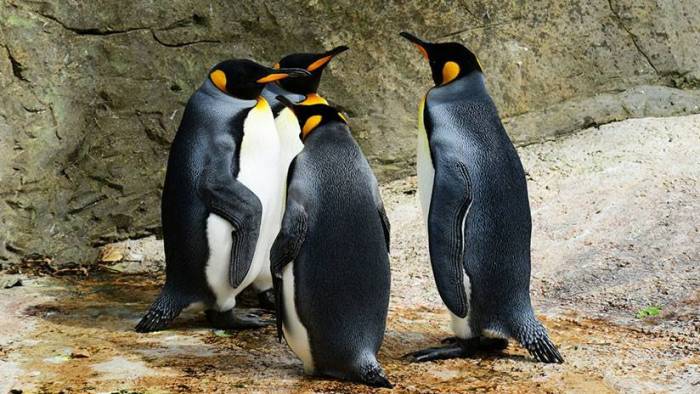 Se está extinguiendo la mayor colonia de pingüinos rey del mundo y nadie sabe por qué