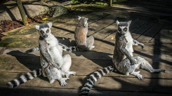 Lémures de Madagascar están al borde de la extinción