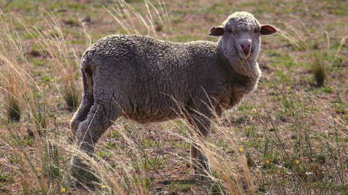 Israels Atomwaffen: Radioaktive Schafe erhärten Verdacht eines Tests vor fast 40 Jahren