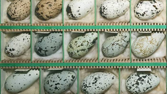 Científicos resuelven el misterio de por qué los huevos tienen esa forma