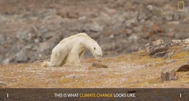 National Geographic admits lying to its readers about the dying polar bear