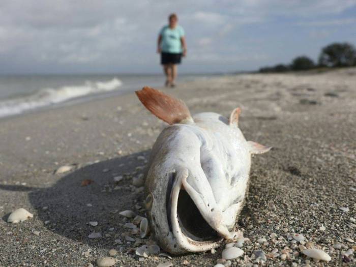 Une "marée rouge" empoisonne les animaux marins en Floride