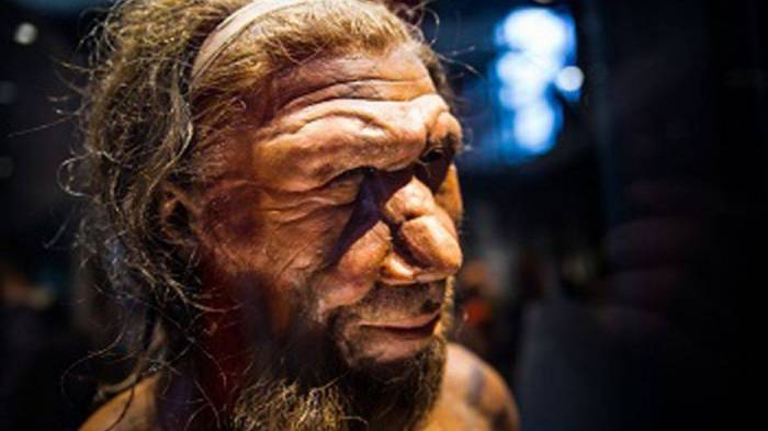 Climate change killed off Neanderthals, study says