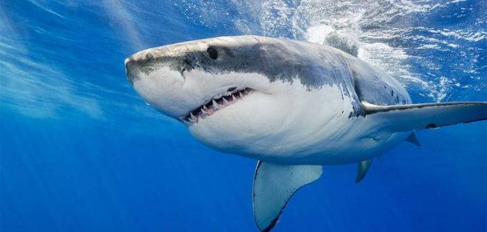 Un touriste tchèque tué par un requin en mer Rouge en Egypte
