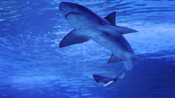 مصر.. ظهور أحد أضخم أسماك القرش في العالم بالبحر الأحمر