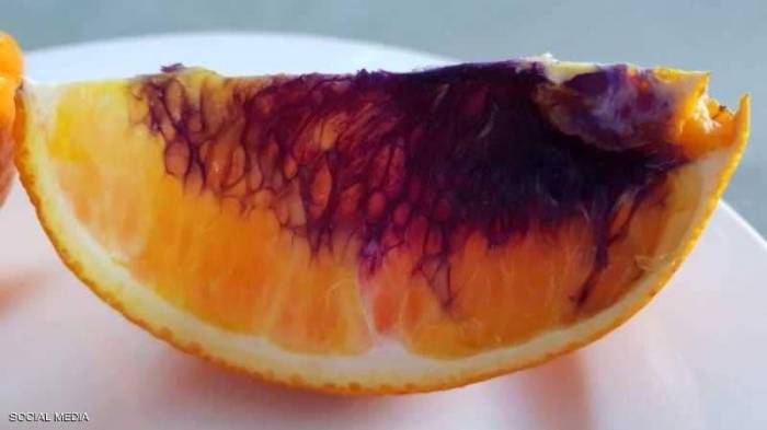 البرتقال يتحول "أرجوانيا" في ساعات.. والعلماء في حيرة