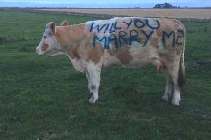 Man proposes to girlfriend by writing on side of cow