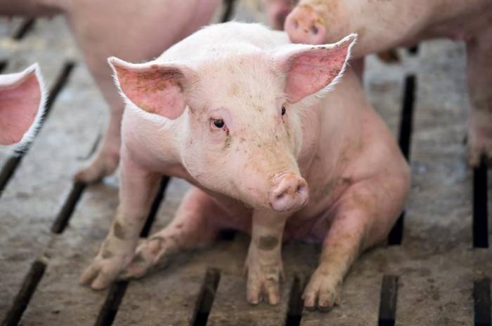 Rumanía se enfrenta a la peor crisis de peste porcina en Europa desde 1945