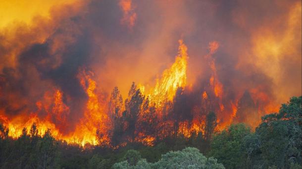 Incendios forestales han destruido una media de 80 hectáreas cada día en España