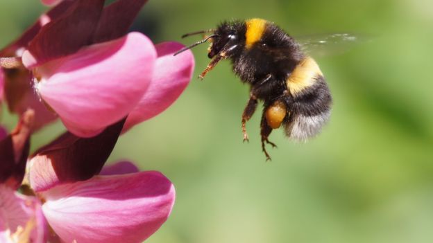 Why do we hate wasps and love bees?