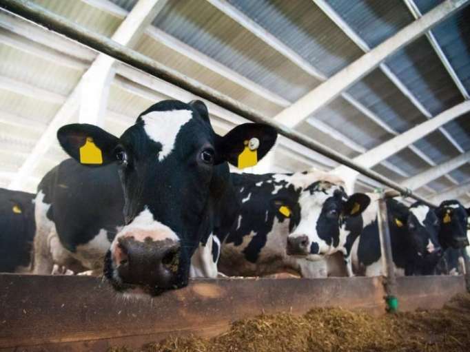 Europe warned to reduce meat and dairy production by 2050