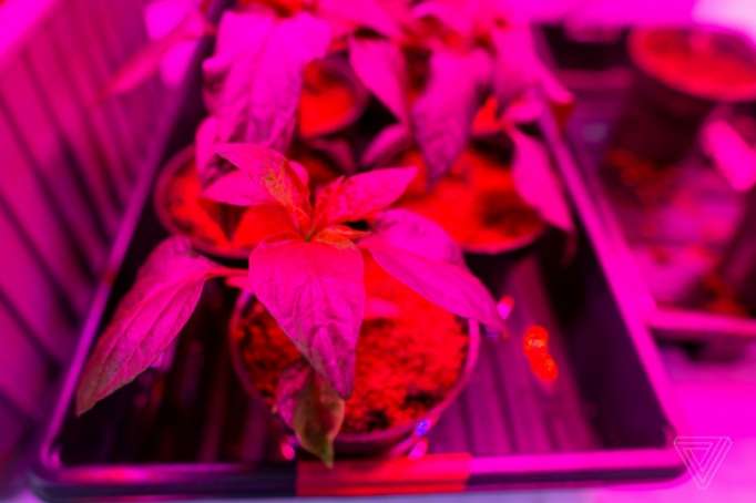 How NASA is learning to grow plants in space and on other worlds