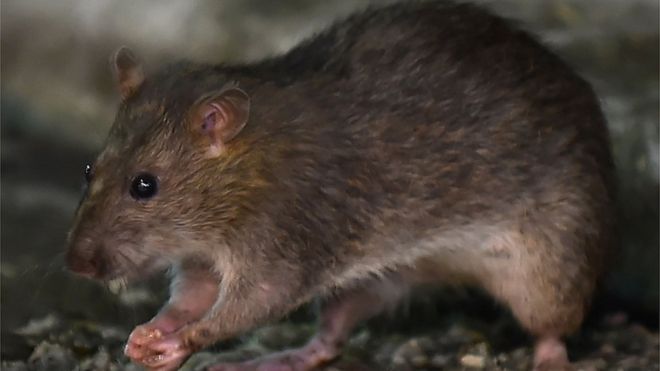 First human case of rat hepatitis found in Hong Kong