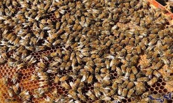 علماء البيئة يكتشفون أن مبيد "غليفوسات" يقتل الحشرات